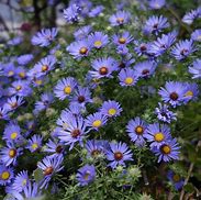 Image result for Aster October Skies