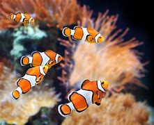 Image result for Sea Fish Aquarium