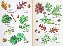 Image result for Michigan BlackBerry Trees