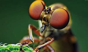 Image result for 3840X2160 Macro