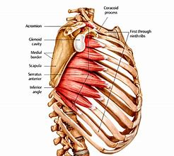 Image result for Serratus Anterior Muscle محمد صلاح