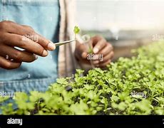 Image result for Plant Collecting