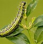 Image result for Box Moth Eggs