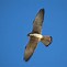 Image result for Lesser Kestrel