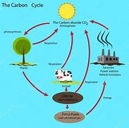 Image result for Basic Carbon Cycle Diagram