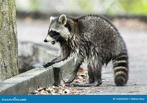 Image result for Smart Raccoon