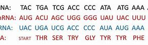 Image result for DNA mRNA tRNA