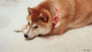 Image result for Renagade Doge