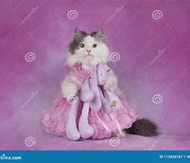 Image result for White Fluffy Cat with Pink Fairy Wings