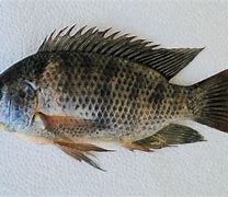 Image result for Live Tilapia Fish