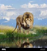 Image result for Kitten Lion Reflection in Water