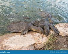 Image result for Trionychid Turtle