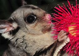 Image result for What Does Sugar Glider Eat