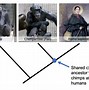 Image result for Primate Classification Chart