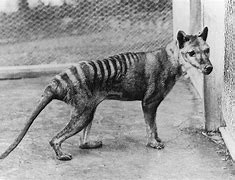 Image result for thylacine extinction photos