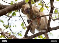 Image result for Vervet Monkey Tanzania