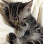 Image result for Kucing Kepala Botak Meme