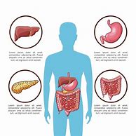 Image result for Digestive System Infographic