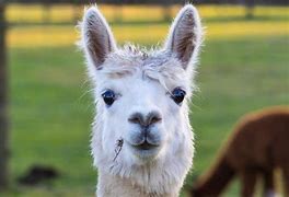 Image result for Alpaca Diet