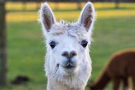 Image result for Alpaca Relative