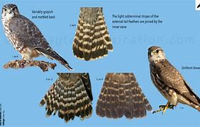 Image result for Falcon Bird Identification