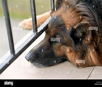 Image result for Sad German Shepherd