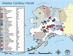 Image result for Caribou Reindeer Herds