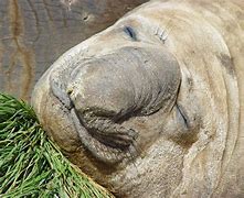 Image result for Male Elephant Seal