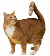 Image result for Wawa Cat PNG