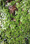 Image result for Duckweed Fruit