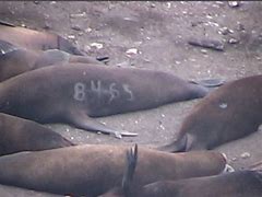 Image result for Sea Lion Brand