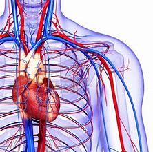 Image result for Circulatory System Blood Flow Diagram