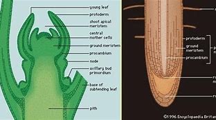 Image result for Root Cap Apical Meristem