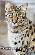 Image result for Maine Coon Serval Mix Cat