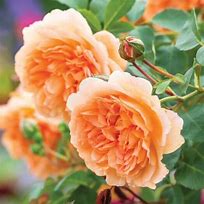 Image result for 70th Birthday Rose Bush