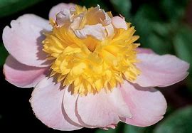 Image result for Tecumseh Peony