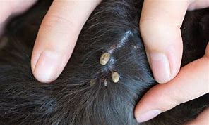 Image result for Tick Buried Under Skin