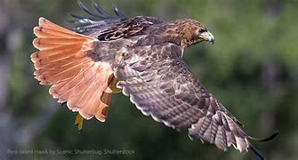 Image result for Red-tailed Hawk Talons