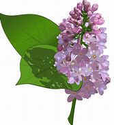 Image result for Lilac Clip Art Black and White