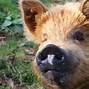 Image result for Pig Nose Toy