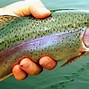 Image result for Brook Trout