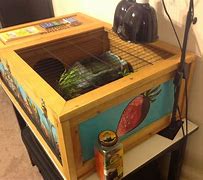 Image result for Box Tortoise