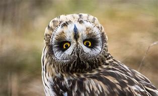 Image result for Owl with Yellow Eyes