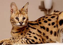 Image result for African Serval House Cat