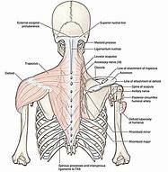 Image result for Inferior Trapezius