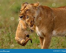 Image result for Mother Lioness