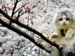 Image result for Spring Cat Pictures