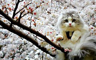 Image result for Cute Spring Cats