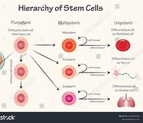 Image result for Unipotent Stem Cells