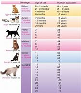 Image result for Cat Teen Years